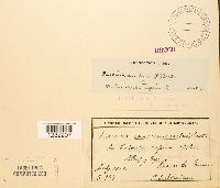 Puccinia convolvuli image