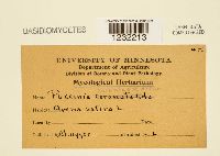 Puccinia coronifera image