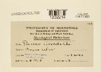 Puccinia coronifera image