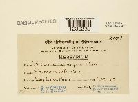 Puccinia coronifera image