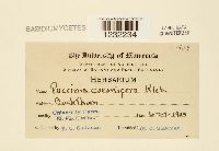 Puccinia coronifera image