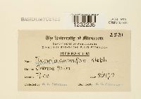 Puccinia coronifera image