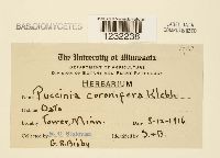 Puccinia coronifera image