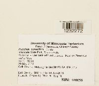 Puccinia coronifera image