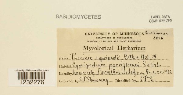 Puccinia cypripedii image