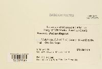 Media resource of Puccinia dioicae