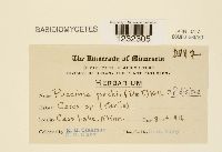 Puccinia peckii image