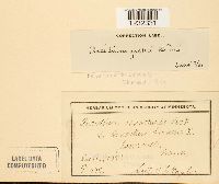 Aecidium peckii image