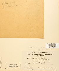 Aecidium peckii image