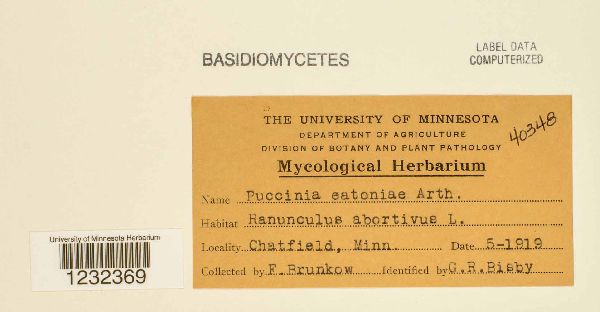 Puccinia eatoniae image