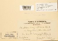 Puccinia eleocharidis image