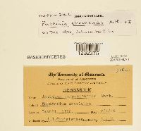 Puccinia eleocharidis image