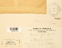 Puccinia emaculata image