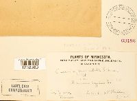 Puccinia emaculata image