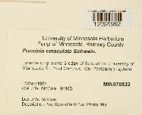 Puccinia emaculata image