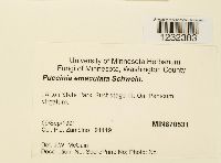 Puccinia emaculata image