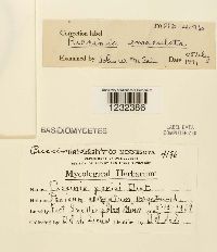 Puccinia emaculata image