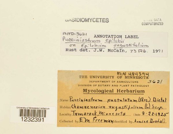 Pucciniastrum epilobii image