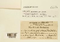 Pucciniastrum epilobii image