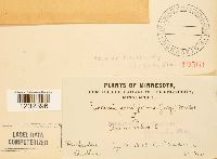 Puccinia poculiformis image