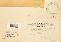 Puccinia poculiformis image