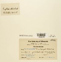 Image Associated With the Occurrence