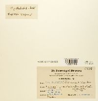 Image Associated With the Occurrence