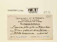 Puccinia graminis image