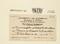 Puccinia graminis image