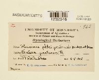 Puccinia graminis image