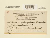 Puccinia graminis image