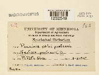 Puccinia graminis image