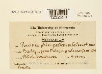 Puccinia graminis image