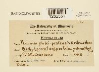 Puccinia graminis image