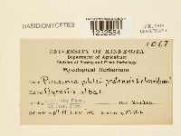 Puccinia graminis image