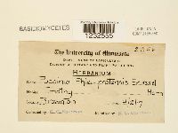 Puccinia graminis image