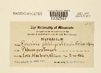 Puccinia graminis image