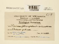 Puccinia graminis image