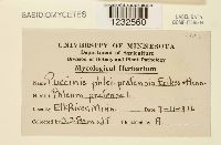 Puccinia graminis image