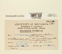 Puccinia graminis image