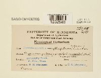 Puccinia graminis image