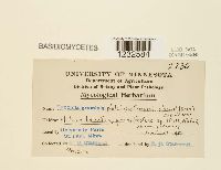 Puccinia graminis image