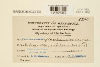 Puccinia graminis image