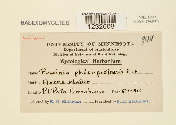 Puccinia phlei-pratensis image