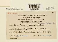 Puccinia graminis image