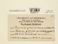 Puccinia graminis image