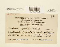 Puccinia graminis image