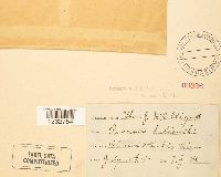 Media resource of Puccinia helianthi