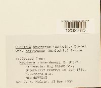 Puccinia saxifragae image