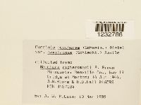 Puccinia saxifragae image